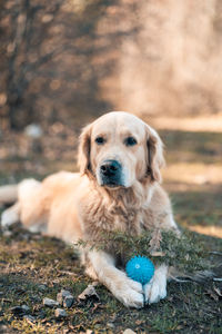 Portrait of dog sitting on field