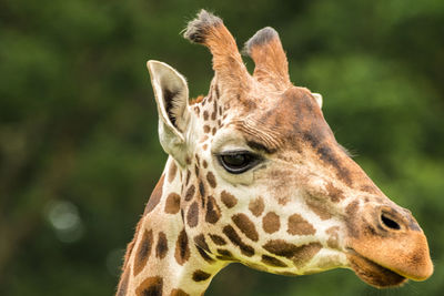 Close-up portrait of giraffe