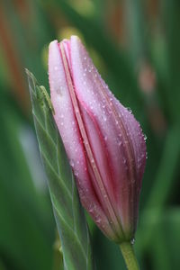 Close-up of pink flowers