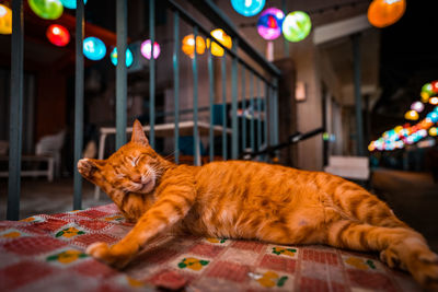 Cat lying down on table