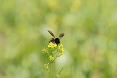 Close-up of bee pollinating on flower