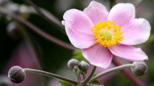 Close-up of flower blooming outdoors