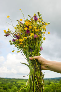 Close-up of hand holding yellow flowering plant against sky