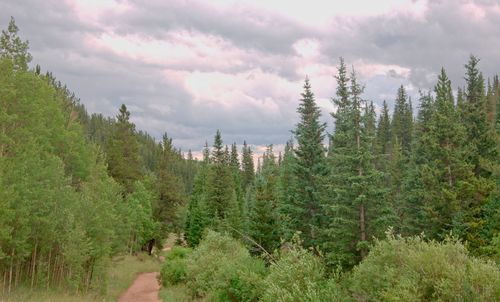 Scenic view of forest against sky