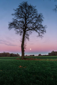 Tree on field against sky during sunset