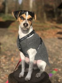 Portrait of dog standing on land