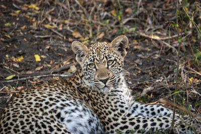 A leopard resting