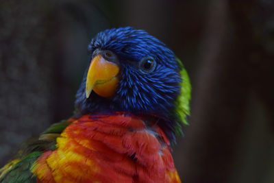 Close-up of parrot