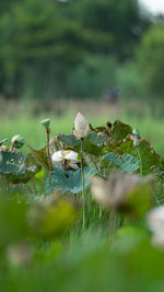 Close-up of plants on field