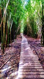 Narrow walkway along trees in park