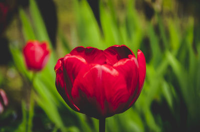 Close-up of red tulip flower on field