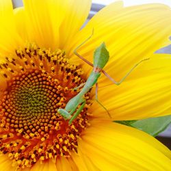 Macro shot of sunflower