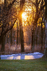 Trees in forest