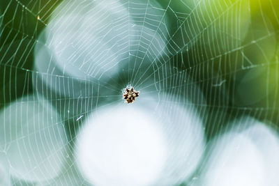 Close-up of spider on web