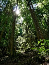 Trees in forest