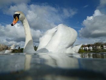 Reflection of birds in water