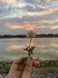 Cropped image of person holding plant against sky during sunset