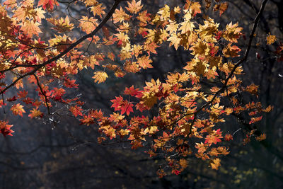 Close-up of autumn leaves on tree