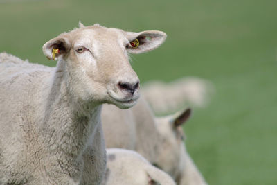 Close-up portrait of sheep