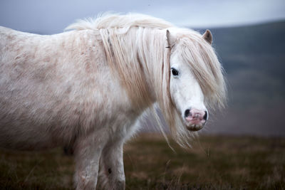 Side view of horse standing on grass