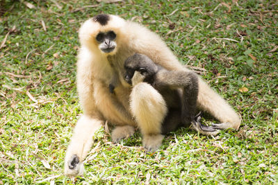 Close-up of monkey sitting on grass