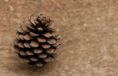 Close-up of pine cone on table