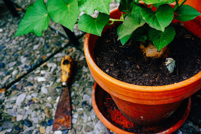 High angle view of potted plant