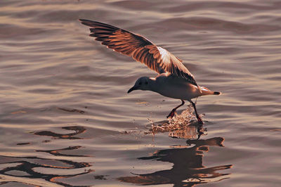 Close-up of bird flying over lake