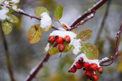 fruit