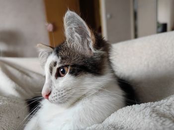 pet