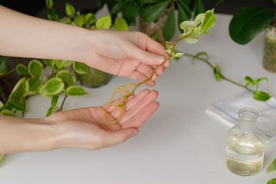 Female hands with rooted houseplant sprout. peperomia scandens.