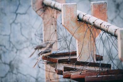 Close-up of birds eating food