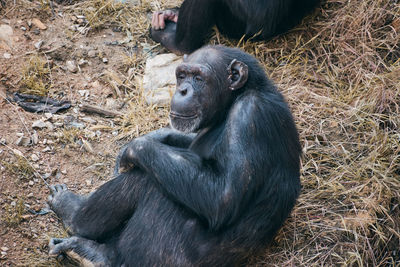 Monkey sitting on field
