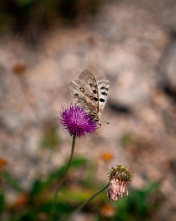 Close-up of butterfly pollinating on flower