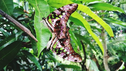 Close-up of butterfly on leaf