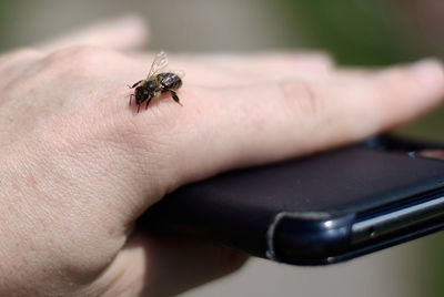 Close-up of insect on finger