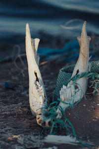 Close-up of dead fish