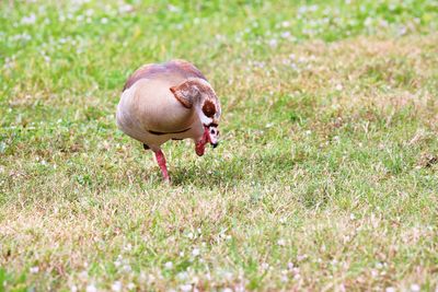 Duck in a field