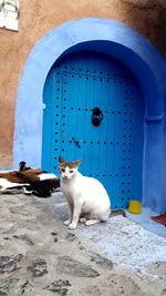 White cat sitting on door