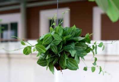 Close-up of potted plant