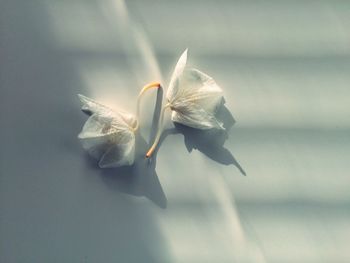 Close-up of flowers
