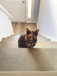 Portrait of cat on floor at home