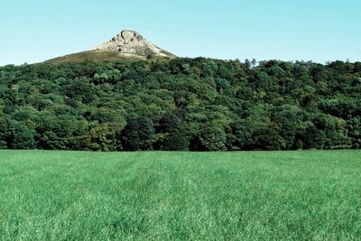 Scenic view of agricultural field against clear sky