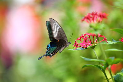 Close-up of butterfly pollinating on flower