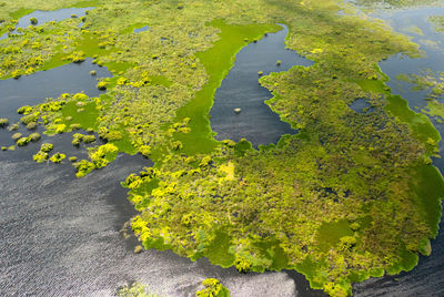 Lake or swamp with tropical vegetation and aquatic plants. kumana national park, sri lanka.