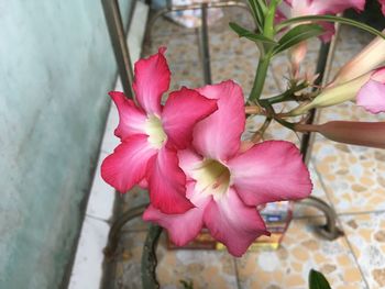 Close-up of pink rose flower