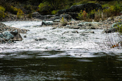 Scenic view of river in forest