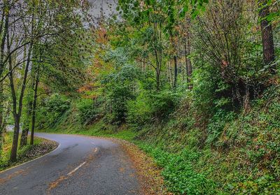 Road amidst trees in forest during autumn