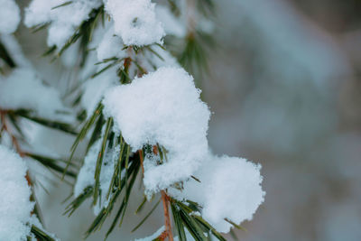 Close-up of snow covered plant