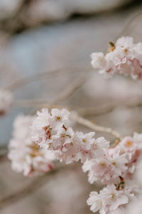 Close-up of white cherry blossom tree